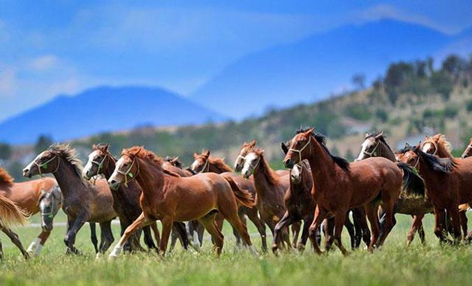 171 safkan Arap atından 18 milyon 866 bin TL gelir