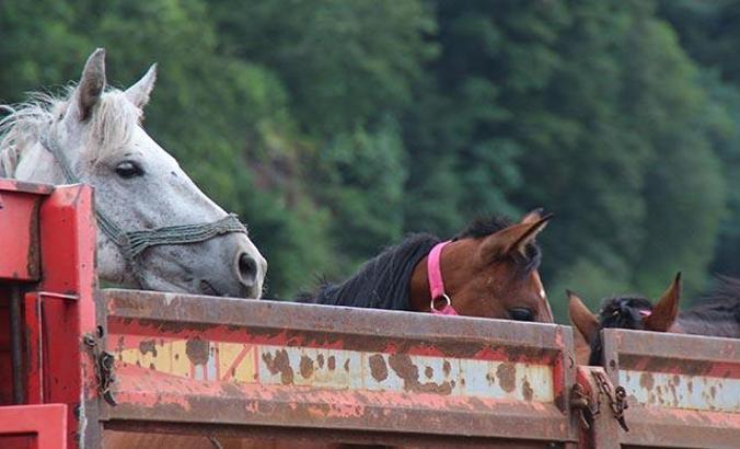 TIR parkında ölüme terk edilen atlar, çiftlikte korumada