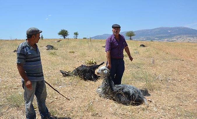 Tarla etrafına dökülen gübreyi yiyen 25 keçi öldü