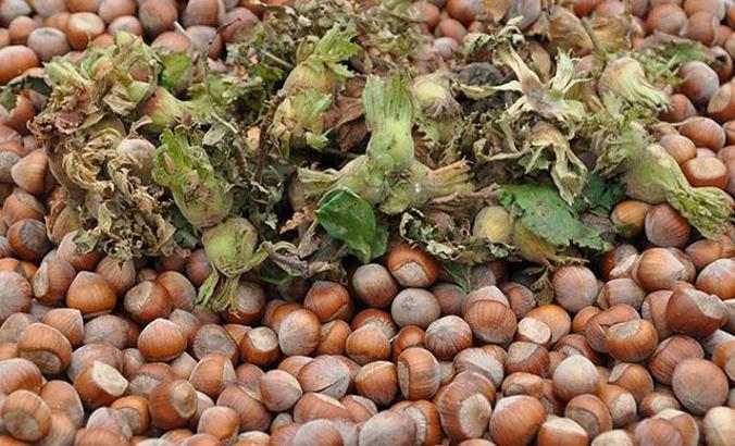 Fındık fiyatı, üreticileri memnun etti