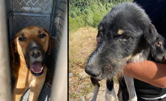Ormanda ölüme terk edilen 11 köpek tedaviye alındı
