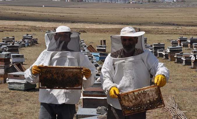 Kuraklık ve yangınlarla bal rekoltesi düştü