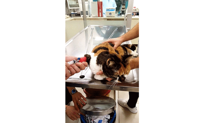 Çakıl kedi kök hücre tedavisiyle sağlığına kavuştu