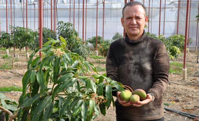 'Meyvelerin kralı' mangonun bahçede tanesi 40 lira