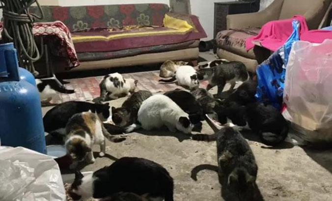 30 kedi için ardiyeyi sıcak yuvaya dönüştürdüler