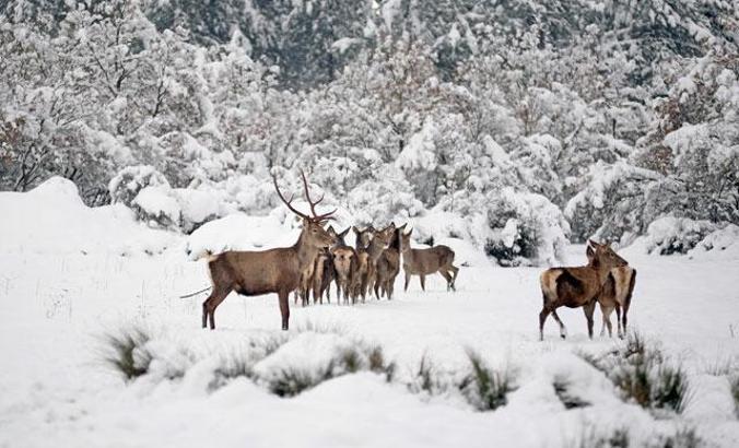 Kampüsteki kızıl geyikler beyaz örtüde;  o anlar dronla görüntülendi