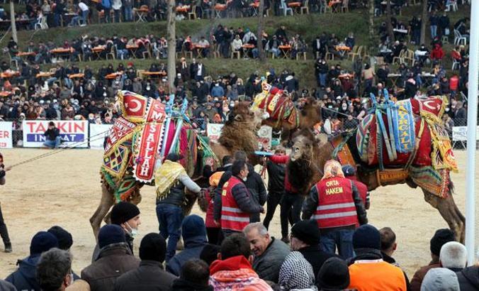 Soğuk havaya rağmen deve güreşi festivaline yoğun ilgi