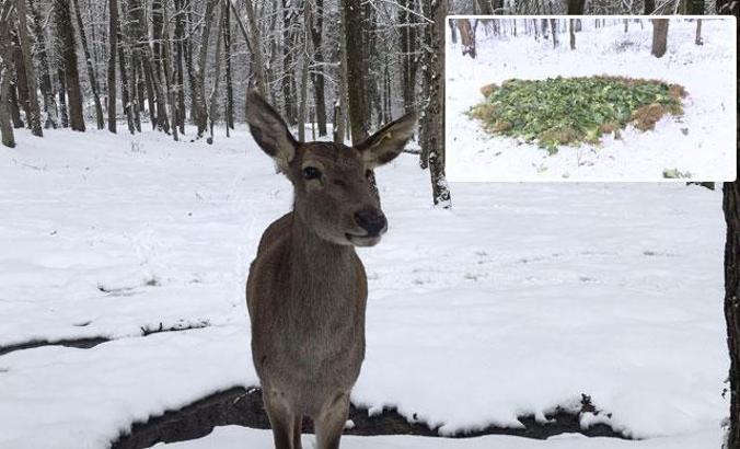 Yaban hayvanları için karla kaplı ormana yem bırakıldı
