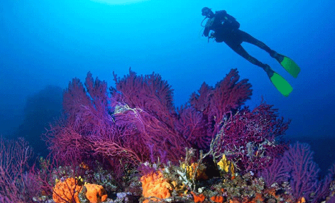 Ayvalık'ın kırmızı mercanları keşfedilmeyi bekliyor