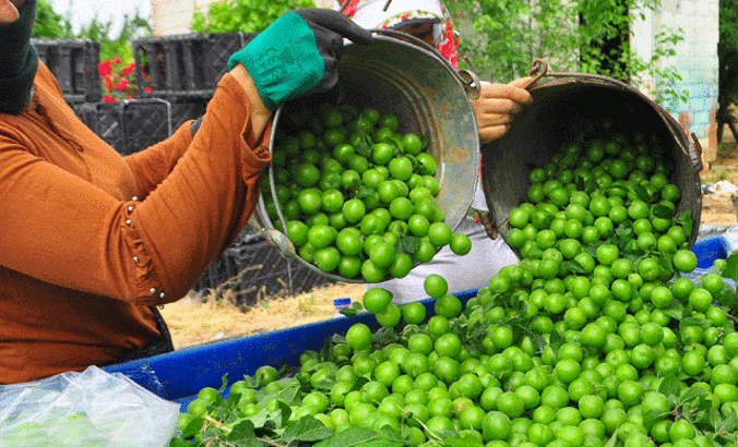 Manisa'nın 'dumanlı papaz' eriğinde hasat başladı
