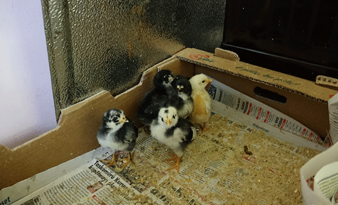 Ölen tavuğun yumurtalarından 6 civcivin canlı çıkmasını sağladı