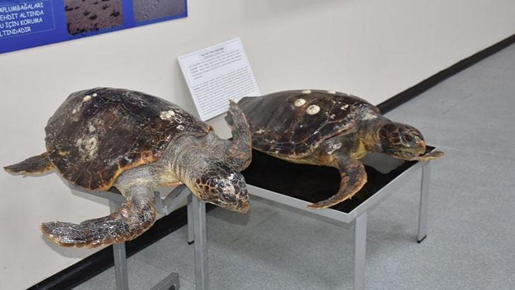 'Deniz Canlıları Koleksiyon Merkezi'nde Türkiye'deki tek örnekler sergileniyor