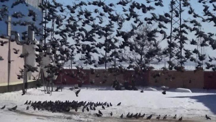 Muş'ta aç kalan kuşlar, yem fabrikasının çevresini sardı