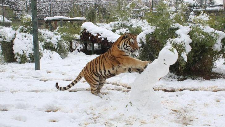 Sibirya kaplanına kardan eğlence
