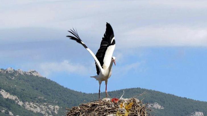 Storks came to Aydin for the first time in January