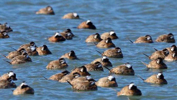 Dikkuyruk ördeği, Burdur Gölü'nü terk etti