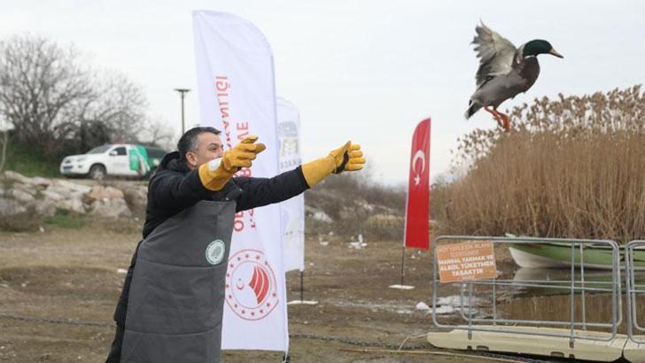 Bakan Pakdemirli, Uluabat Gölü'ne yaban ördeği saldı