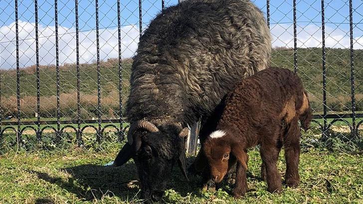 Analı kuzulu kurtarma operasyonu