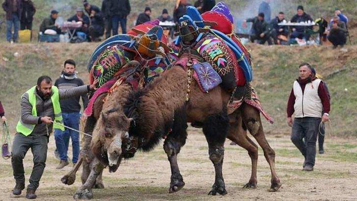 Turgutlu'da develer ilk kez güreşti