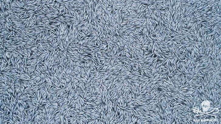 Fransa açıklarında 100 binden fazla ölü mavi mezgit balığı bulundu