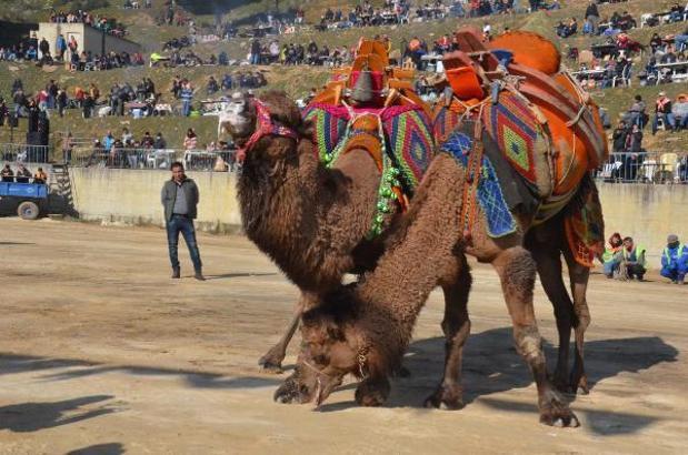 Deve güreşi festivali renkli görüntülere sahne oldu
