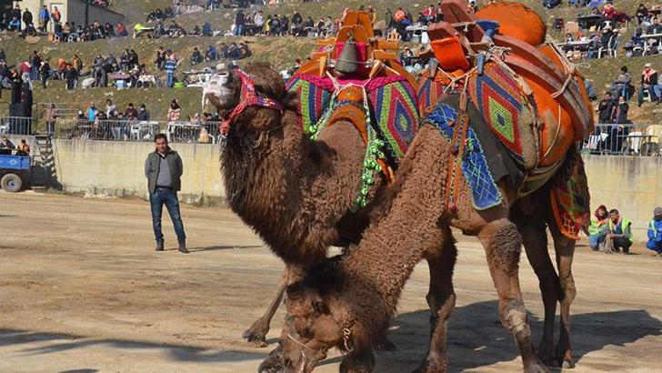 Deve güreşi festivali renkli görüntülere sahne oldu