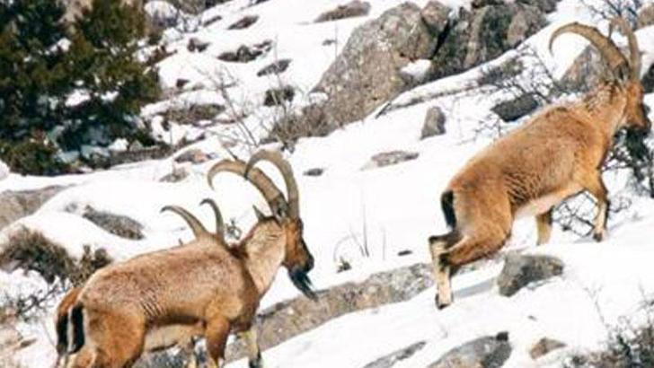 Aladağlar'da yaban keçisi sayısı 2 bin 362'ye yükseldi