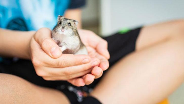 Hong Kong’da Hamsterlardan insanlara Kovid-19 virüsü bulaştı