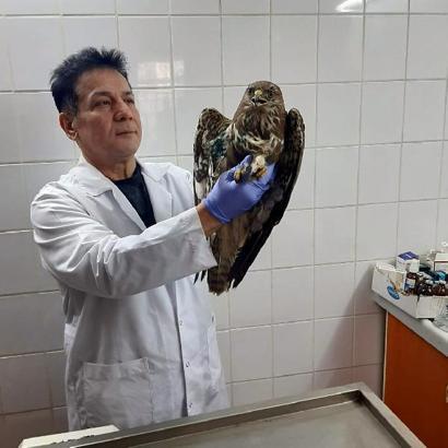 Salihli'de yaralı bulunan kızıl şahin tedaviye alındı