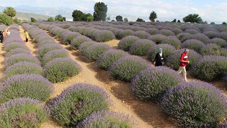 139 çeşit tıbbi aromatik ve süs bitkisine hazine desteği