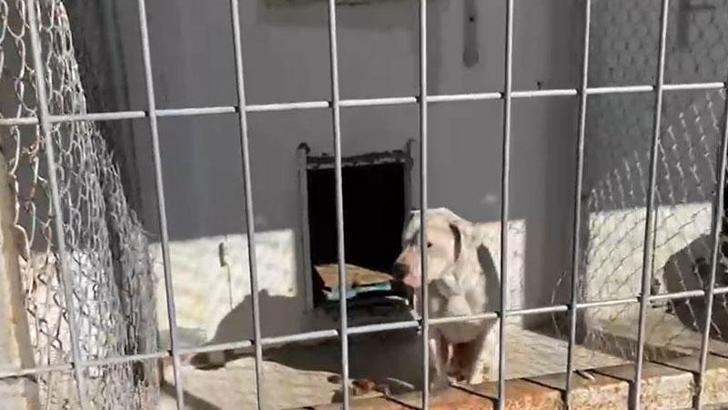 Baronun barınak ziyaretinde 'yasaklı ırk' gerginliği