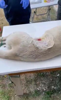 Köpeğe anestezisiz kısırlaştırma operasyonu iddiasına soruşturma