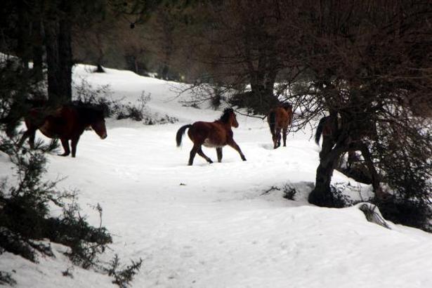 At Yaylası'ndaki yılkı atlarına yem bırakıldı