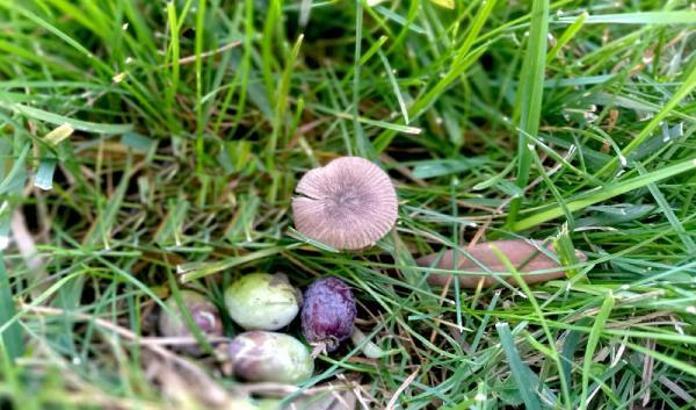 Kuşadası'ndaki milli park, bilimsel çalışmalara ev sahipliği yapıyor