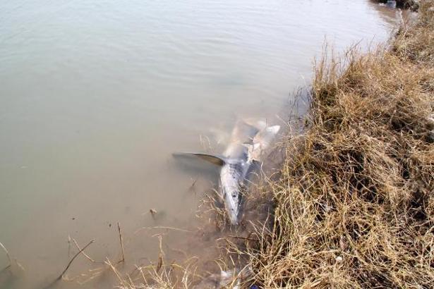 Manavgat ırmağında köpek balığı ölüsü bulundu