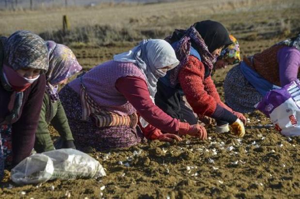 Taşköprü sarımsağında ekim zamanı