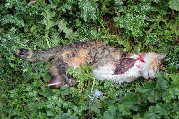 Turgutlu'da bir kedi daha bacakları kesilmiş halde ölü bulundu