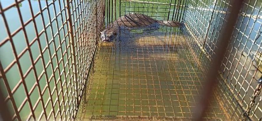 Çiftlikteki balıkları yiyen su samuru, kapanla yakalanıp doğaya salındı