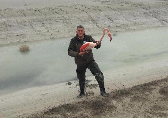 Bacağı kırılan flamingo tedaviye alındı