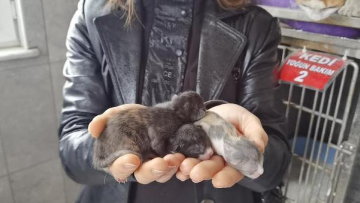 2 avuca sığan 3 mucize