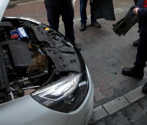 Avcılar'da ısınmak için otomobilin motor kısmına giren bir kedi daha öldü