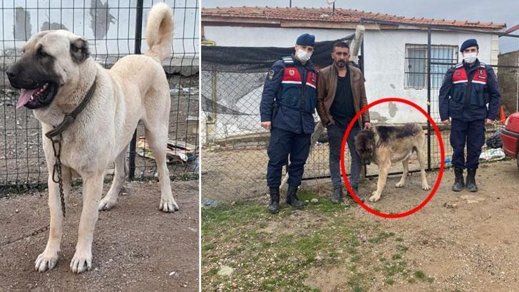 Çaldığı köpeği tanınmaması için siyaha boyayan şüpheli yakalandı