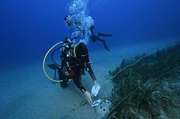 'Deniz çayırları' tehdit altında