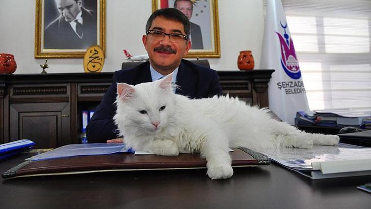 Başkan, işitme engelli kedisi 'Pamuk'a makam odasında bakıyor