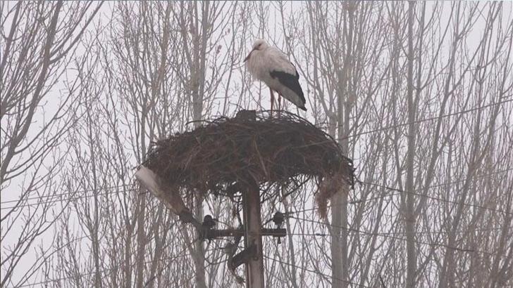 Muş'a gelen leylekler, kar sürpriziyle karşılaştı