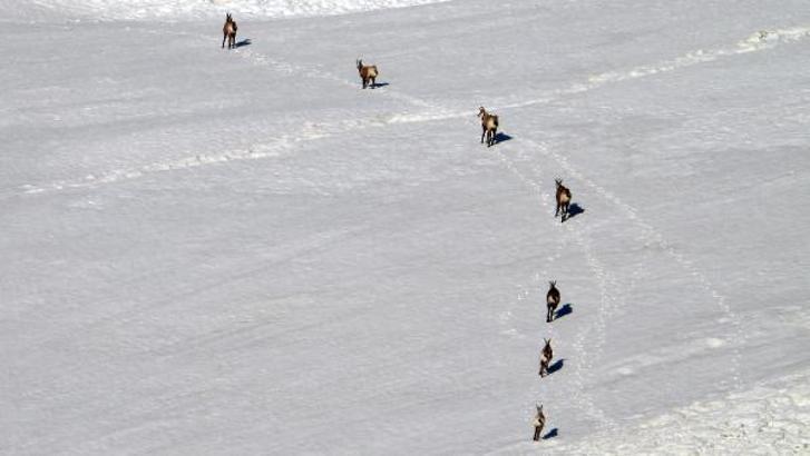 Dünyada en nadir görülen dağ keçisi türü 'şamua'lar, Tunceli’de görüntülendi