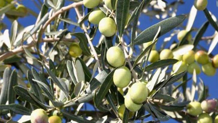 Bakanlık: 'Zeytinliklerden sonra sit alanları da ranta açılıyor' iddiası gerçeği yansıtmıyor