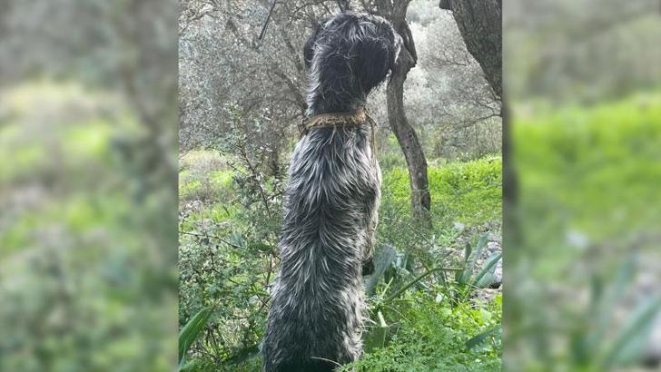 İple boğazından ağaca asılan köpek ölü bulundu