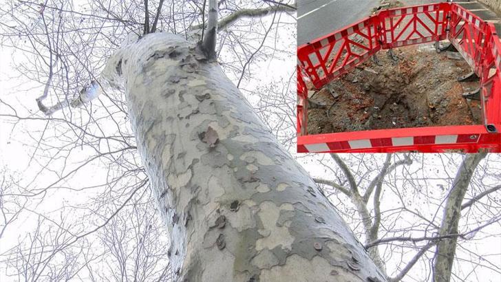 Çırağan Caddesi'ndeki kanserli 112 çınar kesildi