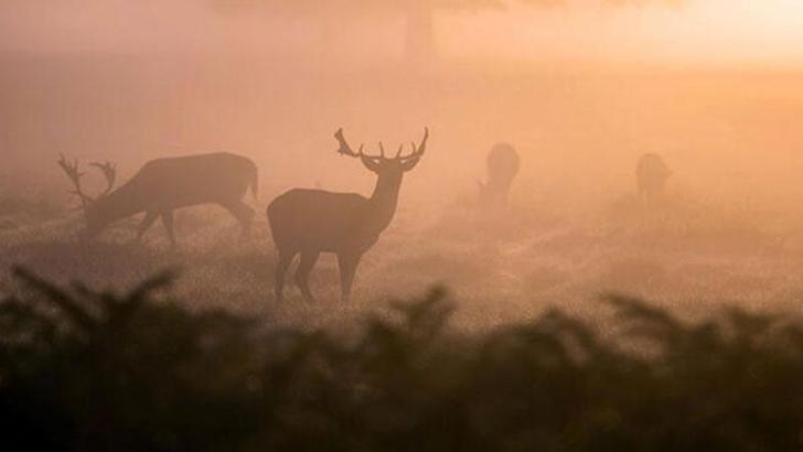 15 kızıl geyik, mahkeme kararıyla kurtuldu